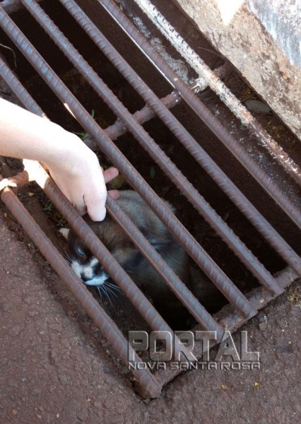 O animalzinho sendo retirado por populares