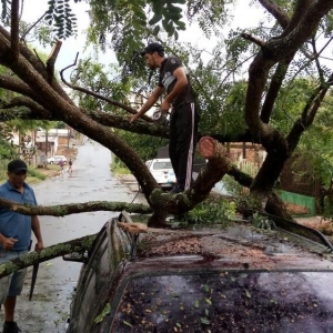 Uma das árvores caiu sobre um carro em Guarapuava (Foto: Eduardo Andrade/RPC)