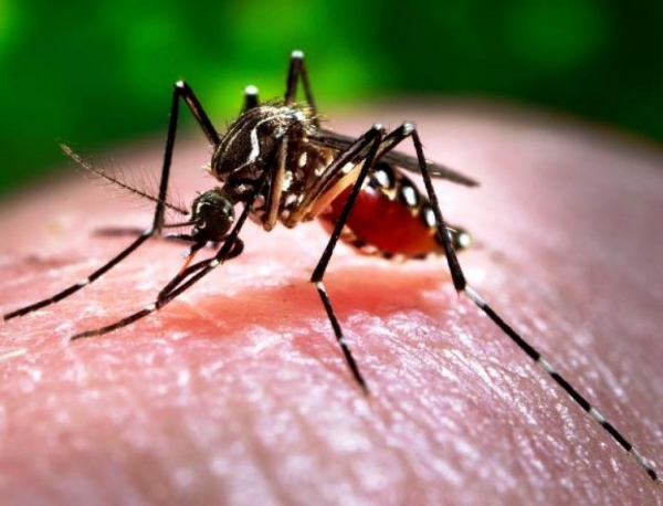 A Febre Chikungunya é uma doença parecida com a dengue.(Foto: Divulgação)