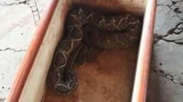 Situação reuniu vários curiosos, que chegaram a aplaudir o trabalho dos bombeiros (Foto: Massa News )