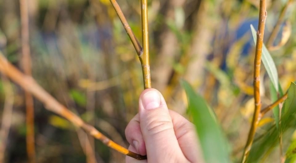 (Foto: Ilustração/ Pixabay)