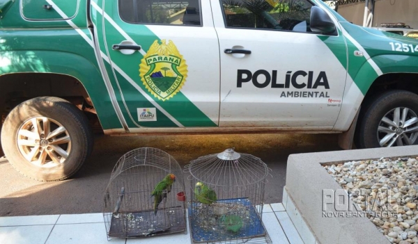 As aves foram encaminhadas ao zoológico de Cascavel . (Foto: Bogoni)