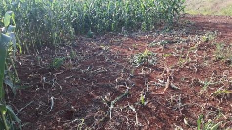 Os ladrões cortaram os pés inteiro de milho. (Foto: Interativa FM)