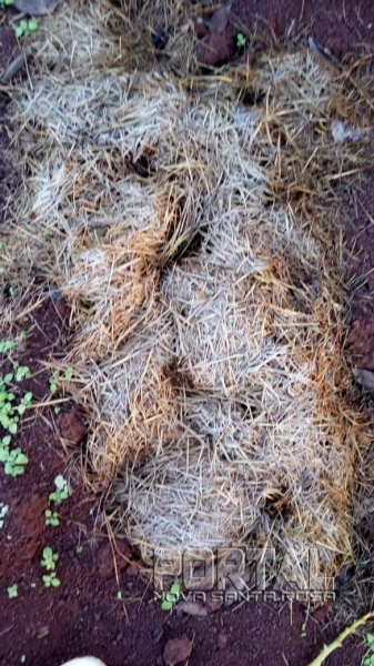 Imagens de Alto Santa Fé. (Fotos: Colaborador)