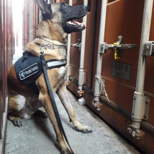 Cão farejador ajudou a encontrar a droga. (Foto: Divulgação/Receita Federal)