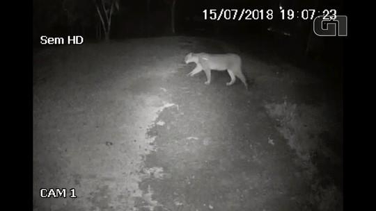 Onça é vista próxima a condomínio vizinho ao Lago Municipal de Cascavel.(Foto:Reprodução)