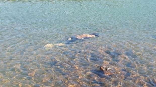 O corpo é de uma mulher, mas não há informações sobre causa da morte ou identificação da vítima (Foto: CATVE )