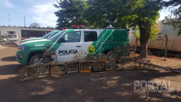 Foi apreendido um total de 52 pássaros silvestres. (Foto: Polícia Ambiental)