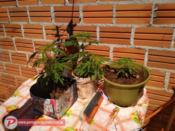 No quintal, os policiais localizaram 7 pés de maconha,(Foto: Costa Oeste News )