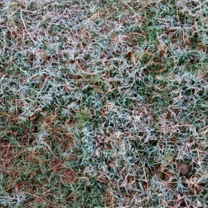 Geada na Linha 18 de Abril. (Fotos: Marli Stiebe)