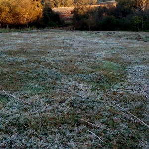 Geada registrada em  Palotina. (Fotos: Renan Gênero)