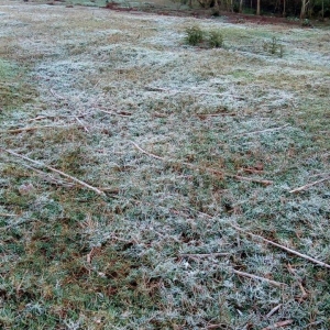 Geada na Linha 18 de Abril. (Fotos: Marli Stiebe)