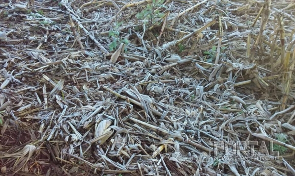 Geada registrada em  Palotina. (Fotos: Renan Gênero)