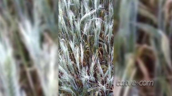 A segunda-feira (27), amanheceu gelada com mínima de 6ºC. (Foto: Catve)