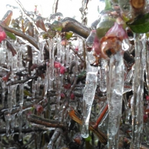 Formação de gelo na vegetação de São Joaquim (Foto: Wagner Urbano/ Notiserrasc)
