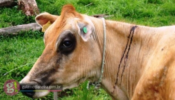 A raiva é uma doença que não tem cura, e é uma zoonose, ou seja, pode ser transmitida para os humanos através da saliva.(Foto: Guia Medianeira)