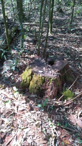 A equipe constatou o corte de 12 arvores da espécie grevília, dentro da área de preservação, e duas toras e nove pranchas encontravam-se dentro de uma propriedade (Foto: Polícia Ambiental )