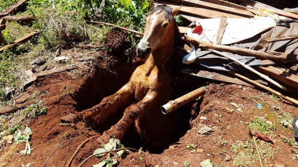 O buraco não era muito profundo, mesmo assim o animal não conseguia sair. (Foto: CGN)