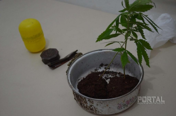 A droga e a planta foram recolhidos. (Foto: Bogoni/Radar B.O.)