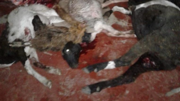 Animais faziam parte da criação do produtor. ( Foto: Alto Paraguay FM)