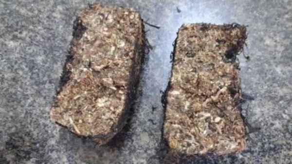 (Foto: Mariana Kojunski/ Rede Massa)