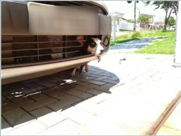 Cadela ficou presa entre o parachoque e a roda de carro ao se esconder de foguetório, em Cascavel. — Foto: Arquivo Pessoal/Nelson Bonatto