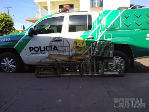 Aves exóticas sõa localizadas em residência (Foto: Polícia Ambiental )