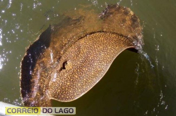 Conforme Mário, para evitar um acidente com o ferrão da arraia, foi decidido devolvê-la para o Lago. (Foto: Reprodução)