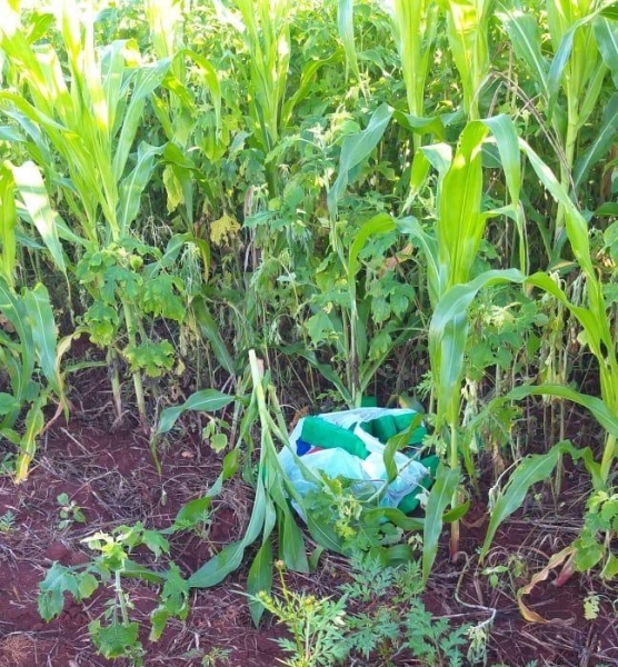 A droga foi encontrada em uma plantação. (Foto: PM)