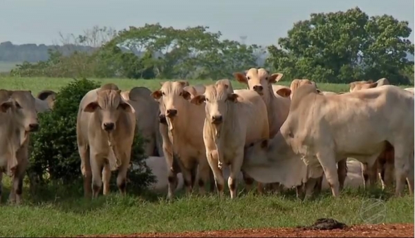 Animais em fazenda de Mato Grosso, estado com o maior rebanho bovino do país. — Foto: TVCA/Reprodução