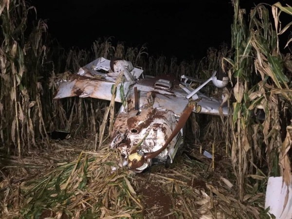 Avião de pequeno porte cai em milharal em Cascavel — Foto: Anna Flávia Nunes