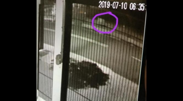 O animal foi flagrado pelas câmeras de segurança de um imóvel . (Foto: Reprodução)