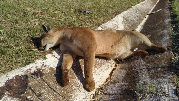 Fotos: Léo Silva/Radar BO/Policial Web