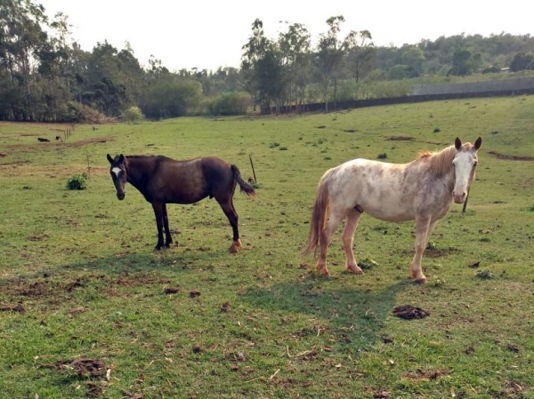 Cavalos furtados. (Foto: Reprodução)