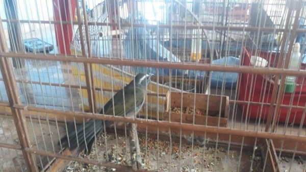 Fotos: Polícia Ambiental - Divulgação