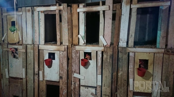 Fotos: Divulgação/Polícia Ambiental