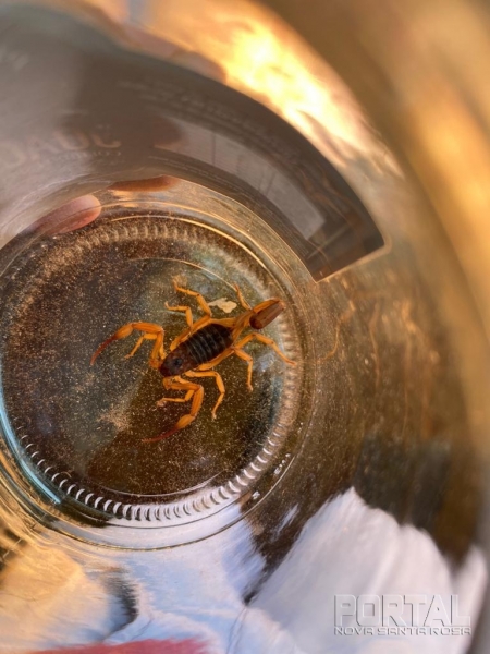 Escorpião-amarelo capturado. (Foto: Sandrinha Daugs) 