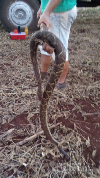 A cobra mediu 1.80 metro. (Foto: Divulgação)
