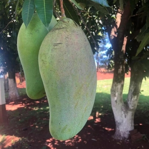 Mangueira produz frutos de até 3,6 quilos em Ivatuba. Foto: Arquivo pessoal