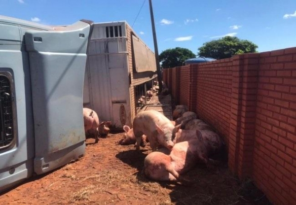 Alguns dos porcos que estavam sendo transportados morreram e outros tentaram fugir em meio às lavouras. (Foto: Correio do Lago)