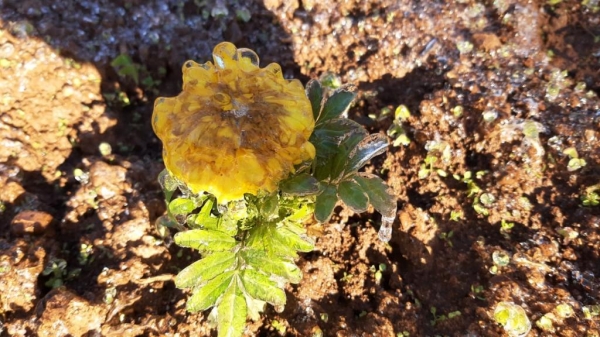 Fotos: Divulgação