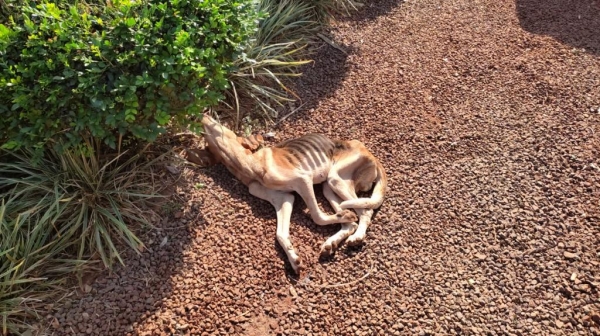 Fotos: Portal Palotina