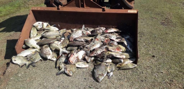 Carlos perdeu toneladas de peixes no ano passado. (Foto: Sou Agro)