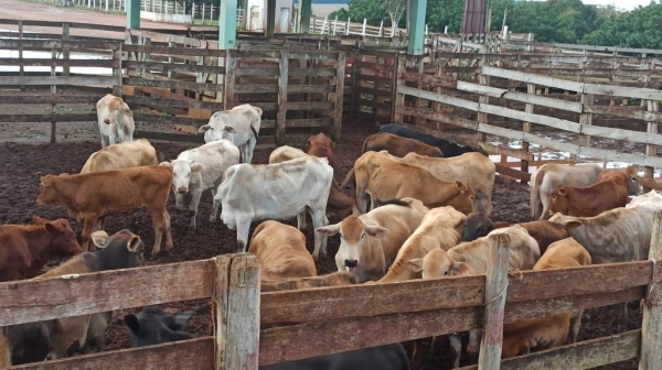 Gado recuperado. Foto: Portal Nova Santa Rosa