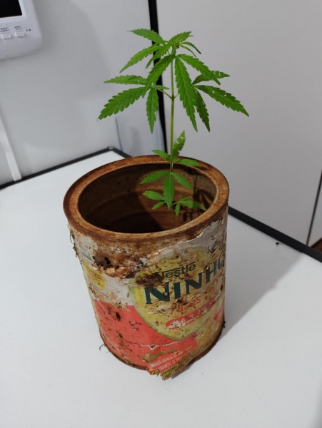 Pé de maconha apreendido. Foto: PMPR
