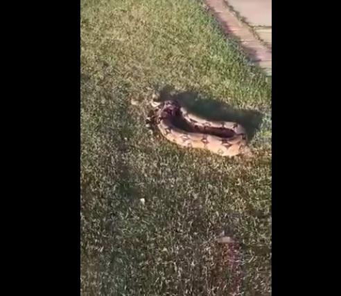 Reprodução? Plantão Toledo