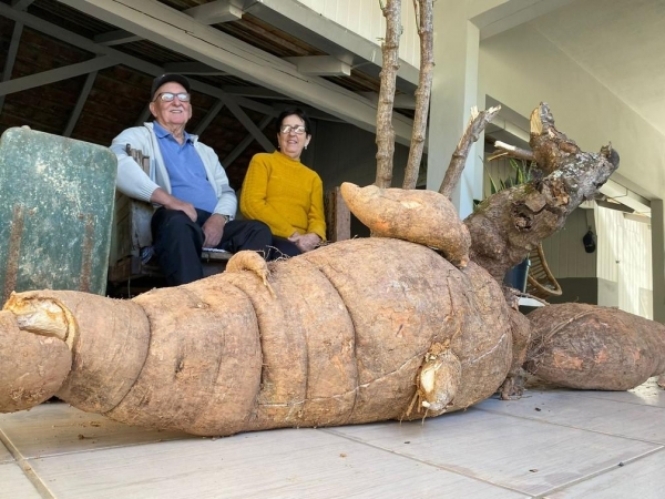 Casal Otávio e Wilma Hoeppner com pé de mandioca gigante — Foto: Tatiane Hansen/Jornal de Pomerode
