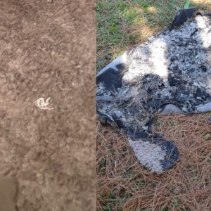 Tapete é encontrado no meio do mato em Quatro Barras — Foto: PCPR/divulgação