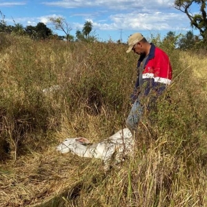 Bezerros morrem de frio em fazenda no Pantanal de MS — Foto: Jarderson Moreira