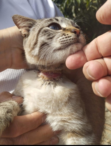 Fotos: Portal Nova Santa Rosa
